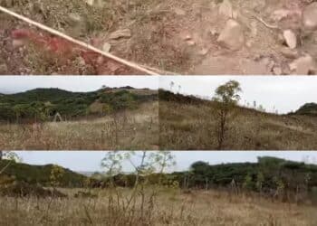 Sinnai, le piante del rimboschimento? Mangiate dagli animali, seccate o calpestate