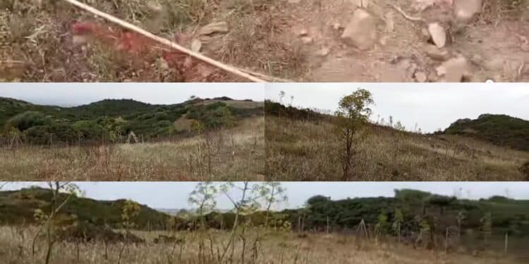 Sinnai, le piante del rimboschimento? Mangiate dagli animali, seccate o calpestate