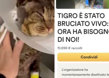Dolianova, per Tigro cure garantite: raccolti 10mila euro in due giorni