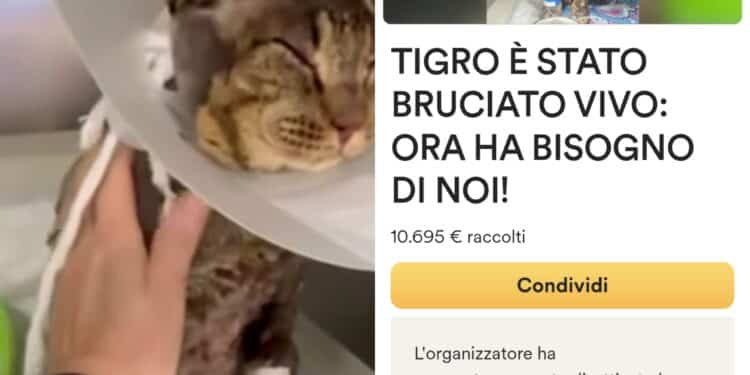 Dolianova, per Tigro cure garantite: raccolti 10mila euro in due giorni