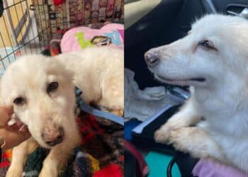 Cagliari, la dolce Megghy ha vagliato il suo padrone morto per oltre un mese: ora cerca casa