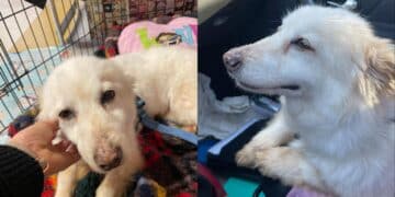 Cagliari, la dolce Megghy ha vagliato il suo padrone morto per oltre un mese: ora cerca casa