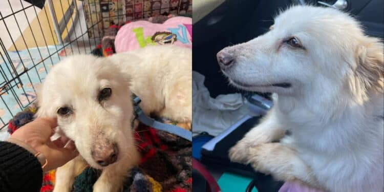 Cagliari, la dolce Megghy ha vagliato il suo padrone morto per oltre un mese: ora cerca casa