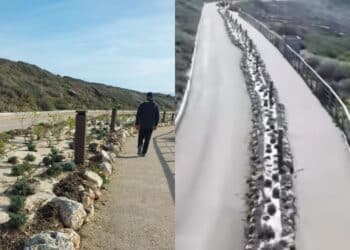 Tharros, 1400 nuove piantine di trenta essenze mediterranee diverse nell’aiuola centrale