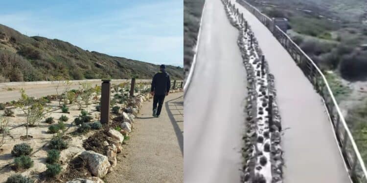 Tharros, 1400 nuove piantine di trenta essenze mediterranee diverse nell’aiuola centrale