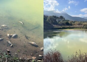 Capoterra, moria di pesci nel lago di Poggio dei Pini