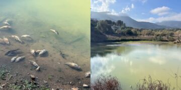 Capoterra, moria di pesci nel lago di Poggio dei Pini
