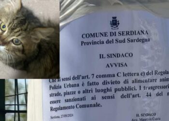 Gatti in pericolo a Serdiana, vietato anche dare da mangiare negli spazi pubblici