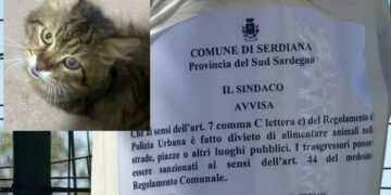 Gatti in pericolo a Serdiana, vietato anche dare da mangiare negli spazi pubblici