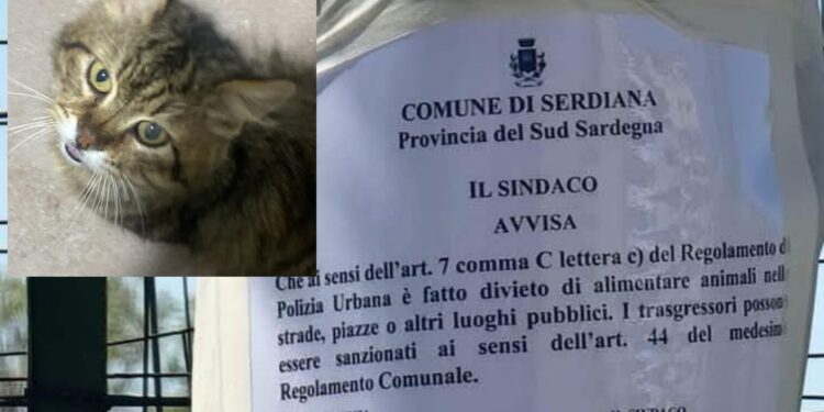 Gatti in pericolo a Serdiana, vietato anche dare da mangiare negli spazi pubblici