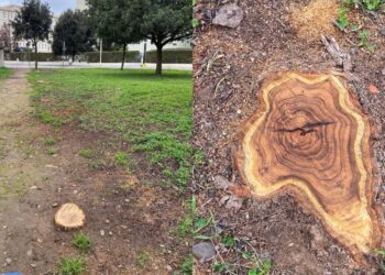 Assemini e il mistero degli alberi abbattuti: la preoccupazione di un cittadino artista