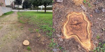 Assemini e il mistero degli alberi abbattuti: la preoccupazione di un cittadino artista