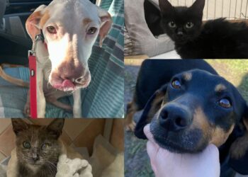 Cagliari, una casa rifugio per ospitare i quattro zampe meno fortunati