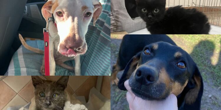 Cagliari, una casa rifugio per ospitare i quattro zampe meno fortunati