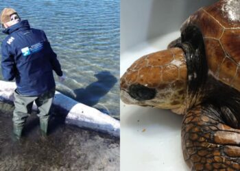 Una balenottera spiaggiata e una Caretta caretta intrappolata in un groviglio di reti a San Giovanni Suergiu e Sant’Antioco