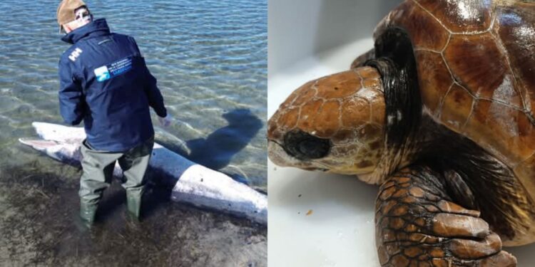 Una balenottera spiaggiata e una Caretta caretta intrappolata in un groviglio di reti a San Giovanni Suergiu e Sant’Antioco