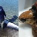 Una balenottera spiaggiata e una Caretta caretta intrappolata in un groviglio di reti a San Giovanni Suergiu e Sant’Antioco