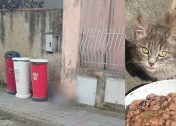 Serdiana, diventa un caso nazionale il divieto di dare cibo ai gatti randagi: “Nessuna norma può vietare di nutrire gli animali”