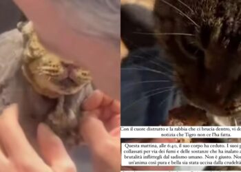 Addio Tigro, il gatto bruciato vivo: vittima della cattiveria umana, non ce l’ha fatta