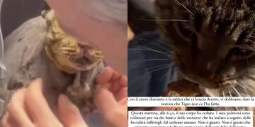 Addio Tigro, il gatto bruciato vivo: vittima della cattiveria umana, non ce l’ha fatta