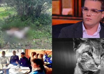 Dolianova, è emergenza: dopo Tigro bruciato vivo, uccisi altri tre cani e un gatto