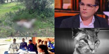 Dolianova, è emergenza: dopo Tigro bruciato vivo, uccisi altri tre cani e un gatto