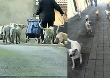 Villanovaforru, catturata la banda dei cani vaganti