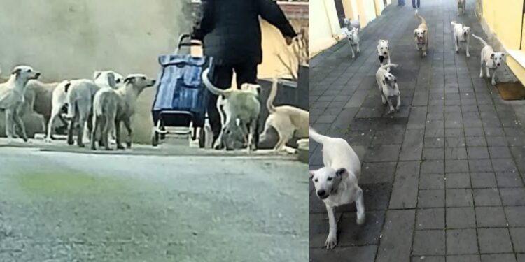 Villanovaforru, catturata la banda dei cani vaganti