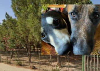 Sinnai, riapre l’area cani di via Marconi: 4 mila metri quadri riservati agli amici a quattro zampe