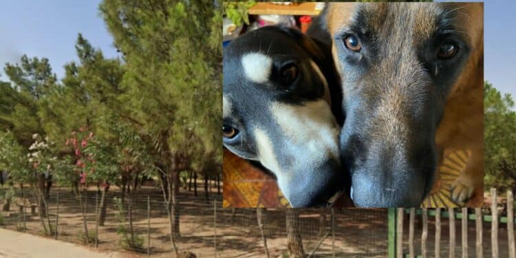 Sinnai, riapre l’area cani di via Marconi: 4 mila metri quadri riservati agli amici a quattro zampe