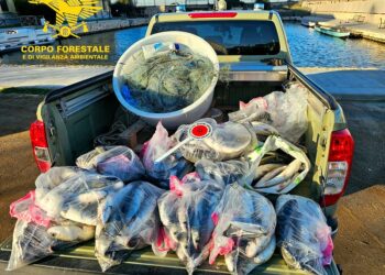 Cagliari, sequestrati 100 metri di rete illegale e 120 kg di muggini a Terramaini