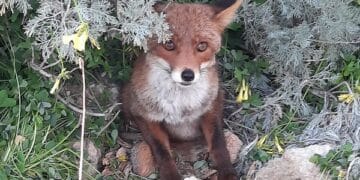 Cagliari, soccorsa una volpe in difficoltà a Sa Illetta