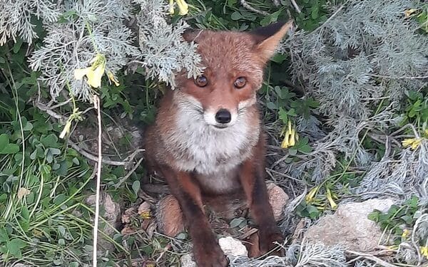 Cagliari, soccorsa una volpe in difficoltà a Sa Illetta