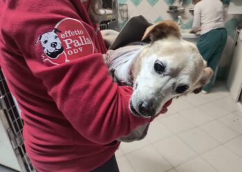 Scuoiato vivo da altri cani a Terralba, Colletto operato e salvato da morte certa