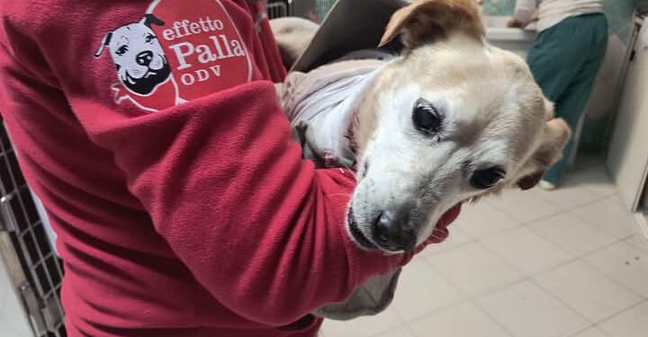 Scuoiato vivo da altri cani a Terralba, Colletto operato e salvato da morte certa