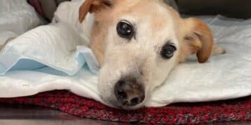 Addio a Sciarpino, il cane scuoiato vivo: troppo gravi le ferite riportate, nonostante le cure dei veterinari