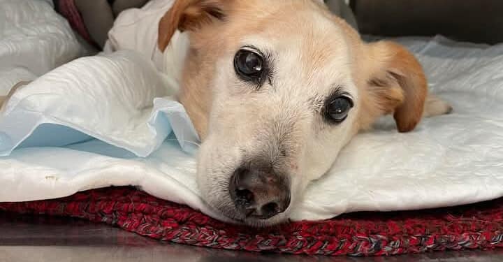 Addio a Sciarpino, il cane scuoiato vivo: troppo gravi le ferite riportate, nonostante le cure dei veterinari