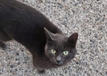 San Sperate, tre giovani maltrattano una gatta sino alla morte