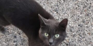 San Sperate, tre giovani maltrattano una gatta sino alla morte