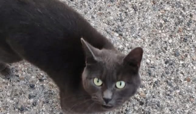 San Sperate, tre giovani maltrattano una gatta sino alla morte