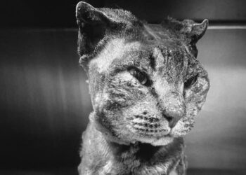 Tigro sarà seppellito “nella terra che ha conosciuto, ma in quel posto crescerà un albero in sua memoria, perché lui possa continuare a vivere nel vento”