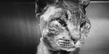 Tigro sarà seppellito “nella terra che ha conosciuto, ma in quel posto crescerà un albero in sua memoria, perché lui possa continuare a vivere nel vento”