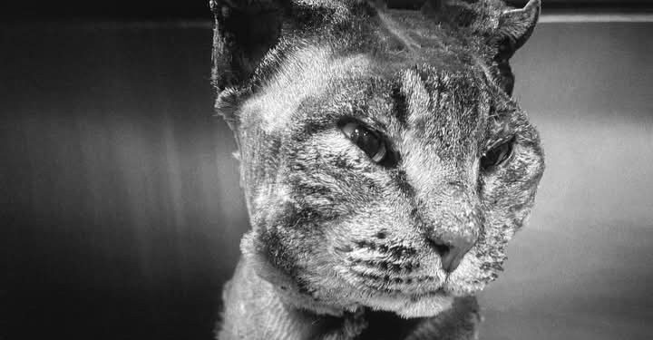 Tigro sarà seppellito “nella terra che ha conosciuto, ma in quel posto crescerà un albero in sua memoria, perché lui possa continuare a vivere nel vento”