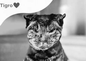 Giustizia per Tigro, pronta la denuncia alla Procura della Repubblica