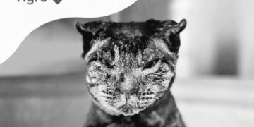 Giustizia per Tigro, pronta la denuncia alla Procura della Repubblica