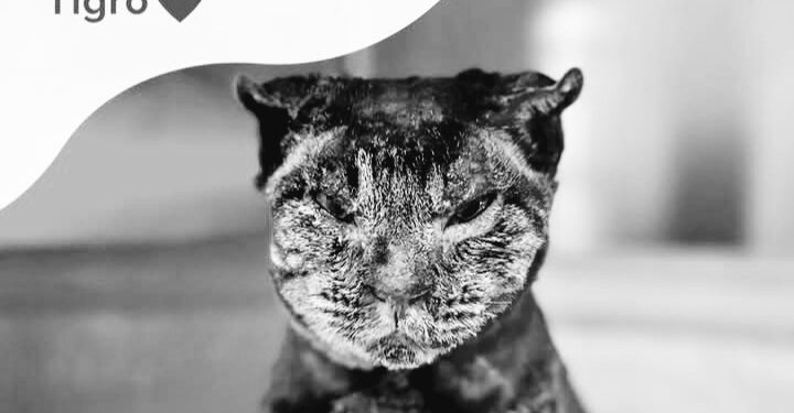 Giustizia per Tigro, pronta la denuncia alla Procura della Repubblica