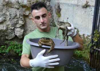 Rospi intrappolati in una presa d’acqua su un fiume, la difficile convivenza tra anfibi e infrastrutture in Sardegna