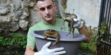 Rospi intrappolati in una presa d’acqua su un fiume, la difficile convivenza tra anfibi e infrastrutture in Sardegna