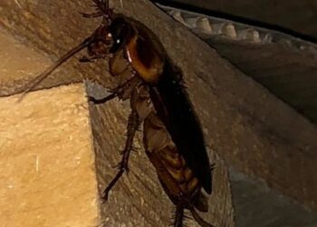 Lotta contro le blatte a Monserrato, si gioca in anticipo