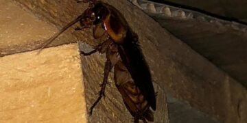 Lotta contro le blatte a Monserrato, si gioca in anticipo